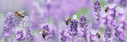 Bug Bites & Stings: Natural Herbal Remedies for Soothing Summer Skin