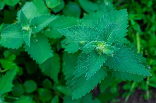 Catnip: More Than Just Kitty Crack – A Soothing Herb for Humans Too