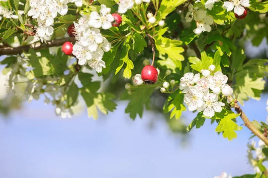 Hawthorn: The Heart’s Guardian Herb 🌿